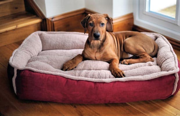 Convincing Your Dog to Sleep in His Dog Bed - K-9 Kraving